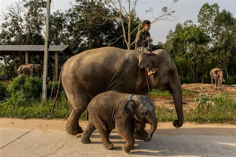 Streaming to survive: Thailand's out.